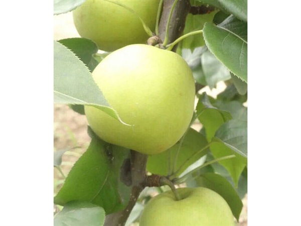 黄金梨