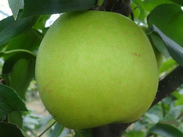 翠冠梨