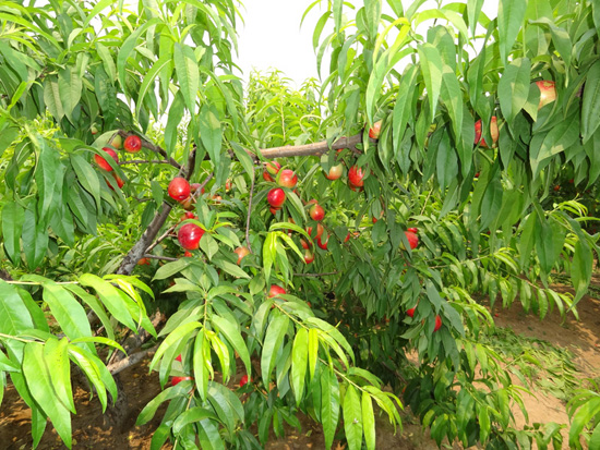 生态油桃