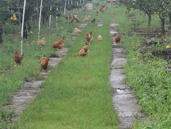 生态草鸡